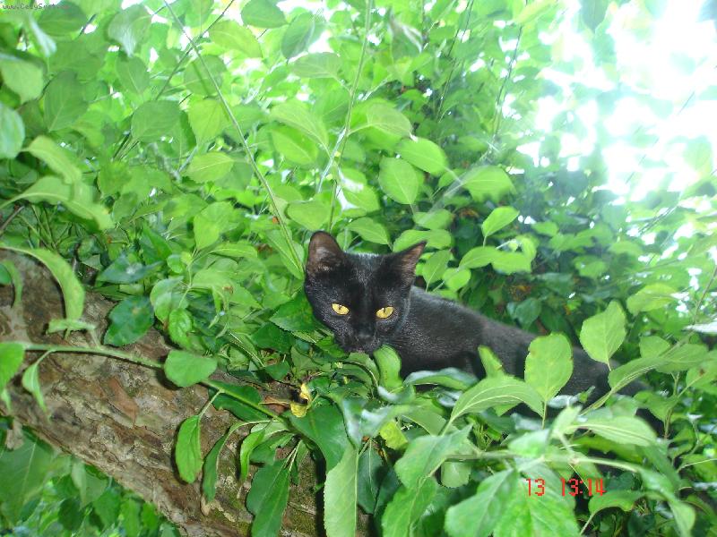 Foto: Poprvé na stromě-Cicka