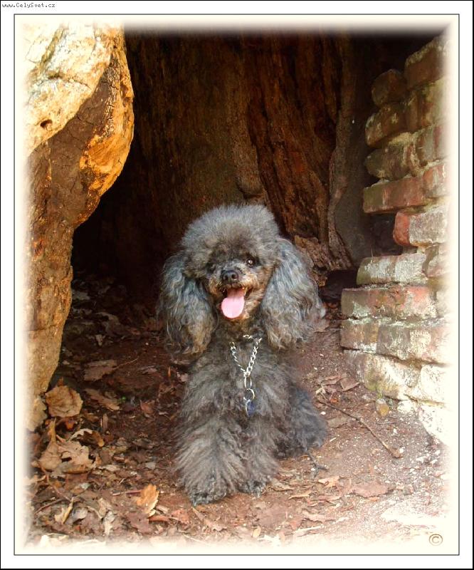 Foto: ...radši se schovám do stínu...