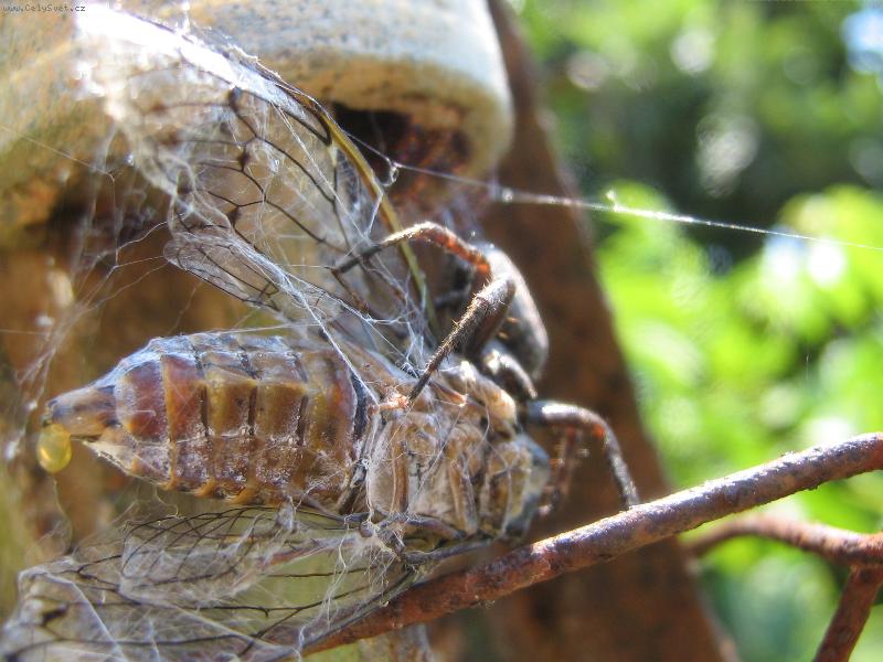 Foto: Oběd pro pavoučka