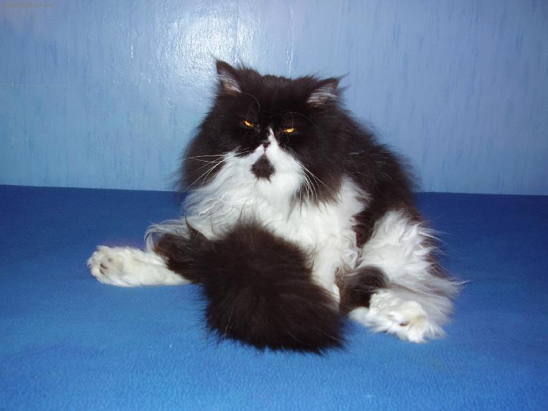 Foto: Ranní očistec