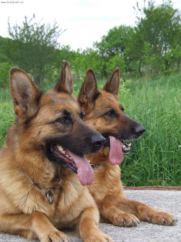 Foto: Vychutnávame si dobrý výhľad--Jeny a Hexe