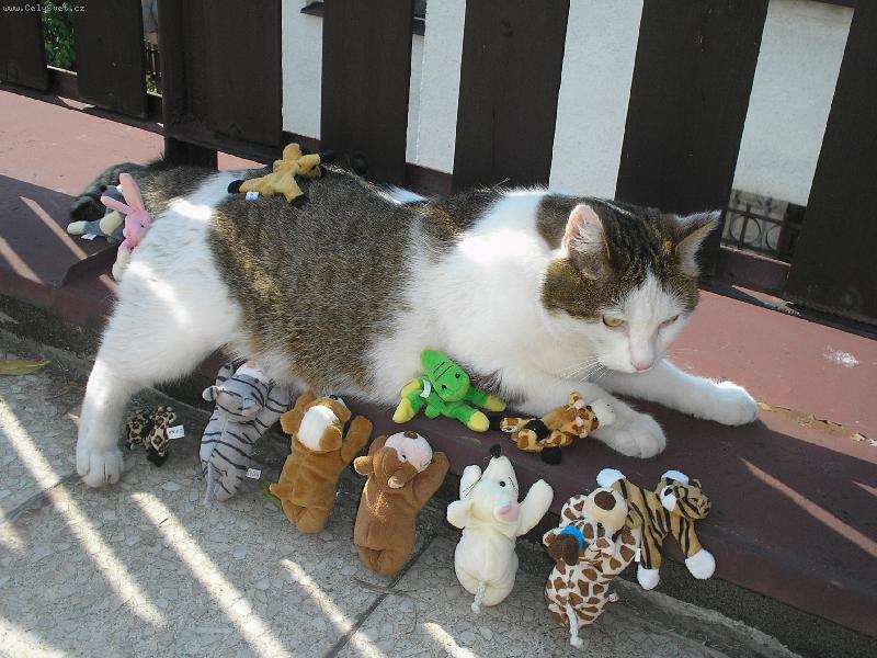 Foto: já a můj harém-Miky a jeho plyšáci