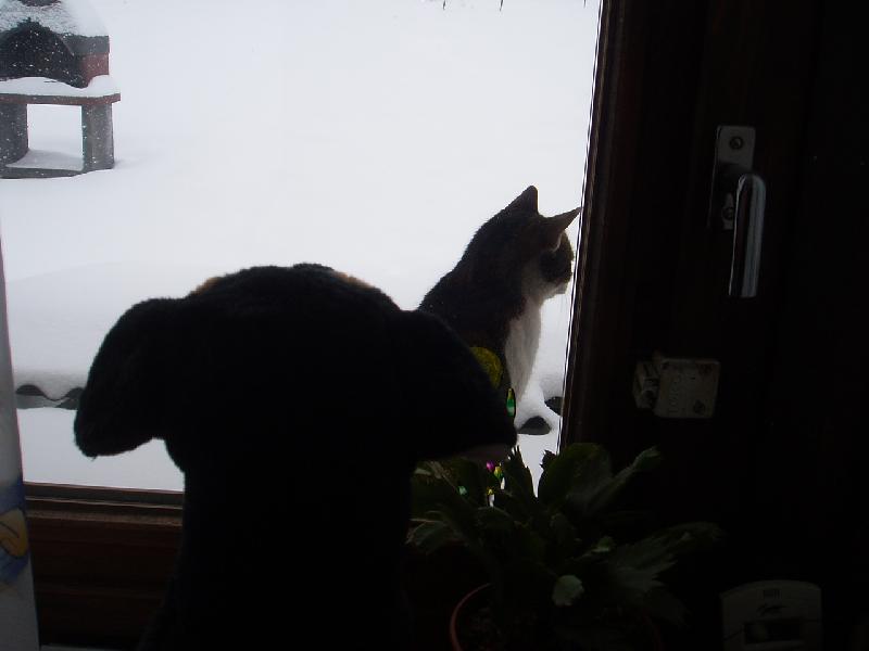Foto: Zimní romance-Na okně seděla kočka a z okna koukal pes