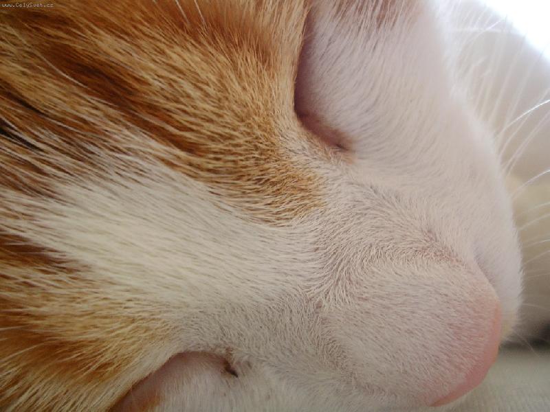 Foto: Detail čumáčku-Spinkající Zipík