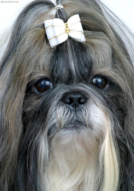 Foto: CH.Jeron Atrei-Vo fotoateliéri