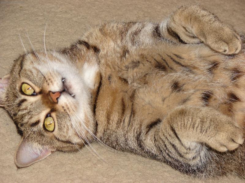 Foto: Já přece nekoušu