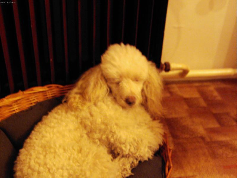 Foto: Spinkajcí Joe