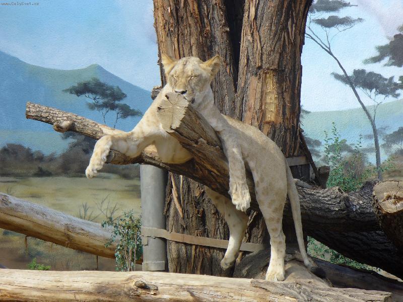 Foto: ODPOČINEK NA SLUNCI-Taková malá kočička...