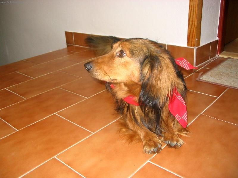 Foto: Tak jdeme na tu procházku ?-nejzlobivější  jezevec..