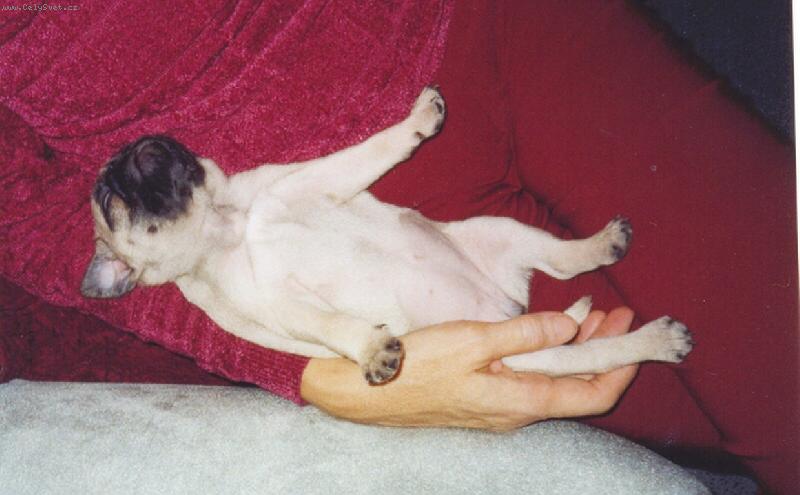 Foto: Mopsí miminko