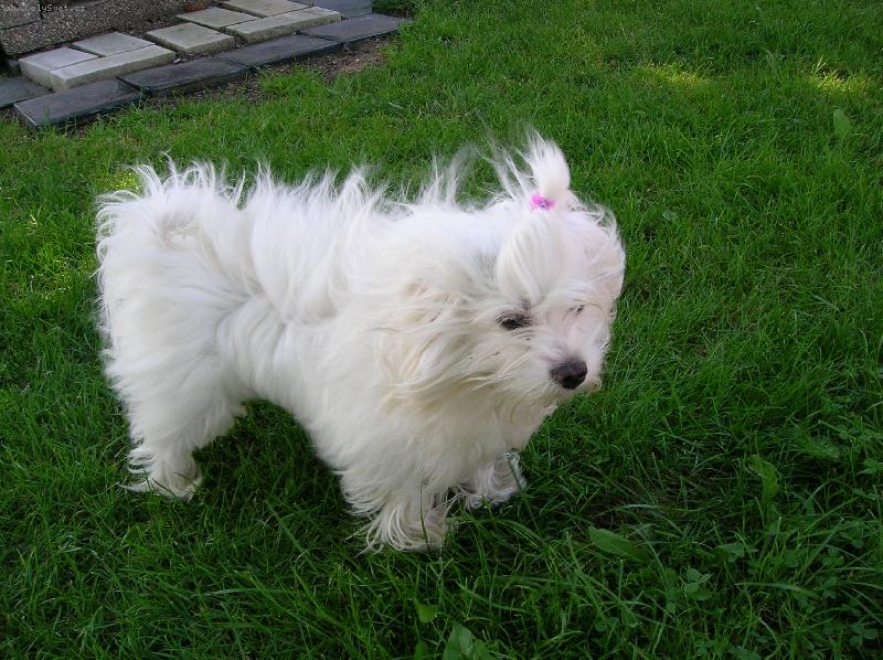 Foto: Větrno-Maltézáček Magie