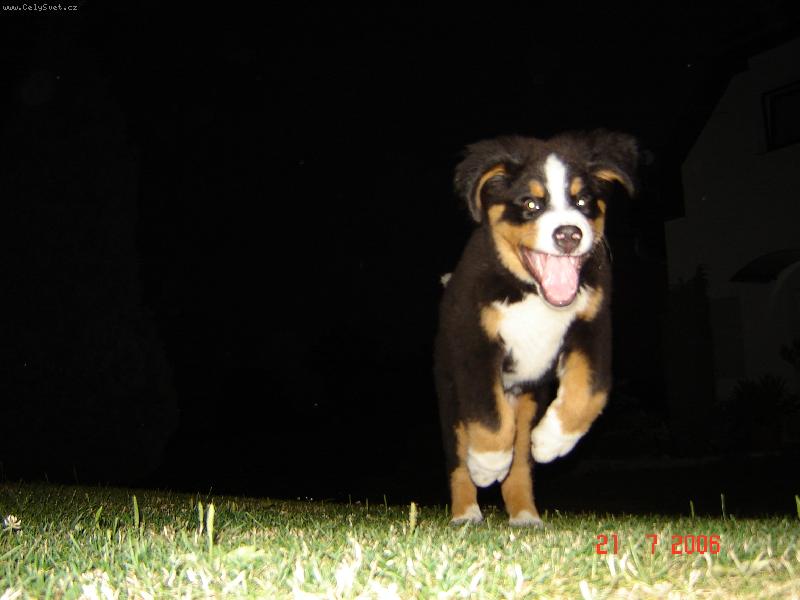 Foto: Náš miláček :)-Utíkej nebo tě chytim!!!