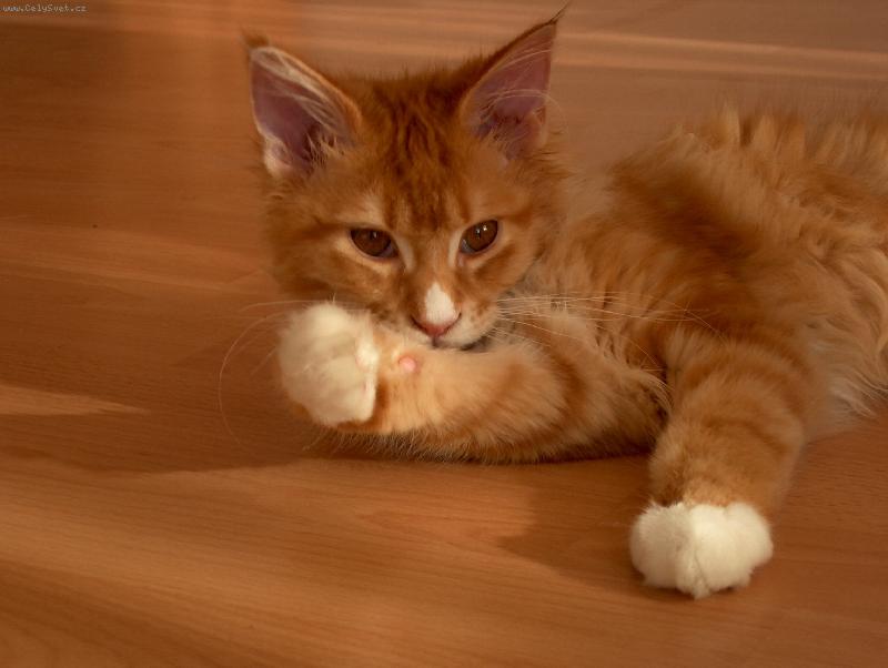 Foto: Kocourek František