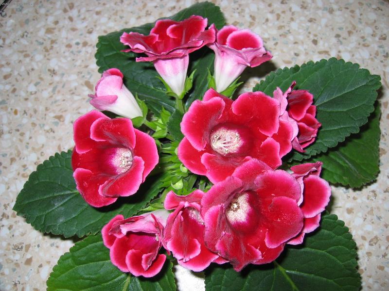 Foto: Sametově růžové potěšení-Kytička pro radost, kterou jsem získala darem.