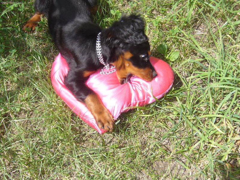 Foto: Gordonsetří láska...-Tohle je naše Gordoní setrině která je velmi romatnická a vše samou láskou žere!