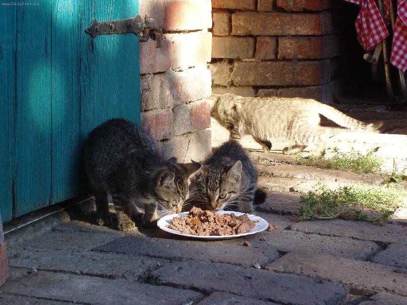 Foto: KOÁTKA  VEČEŘÍ-VEČEŘE