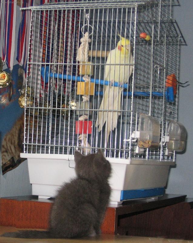 Foto: Mikeš a korelka-Náš ptáček se zrovna představuje novému členu rodiny...