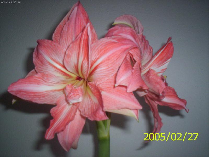 Foto: hvězdné květenství