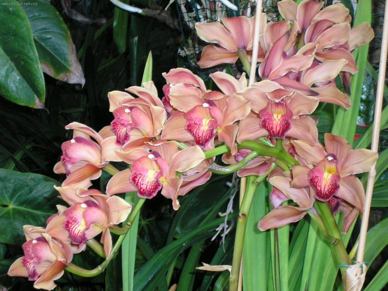 Foto: Krásná orchidej