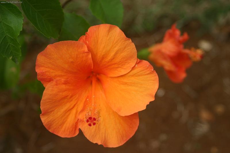 Foto: Ibištek I.-Ibištek