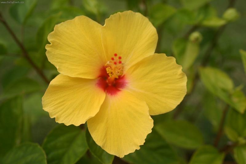 Foto: Ibištek II.-Ibištek