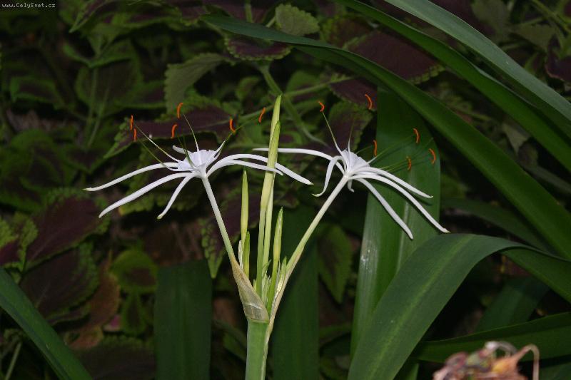 Foto: Køín I.-KØín