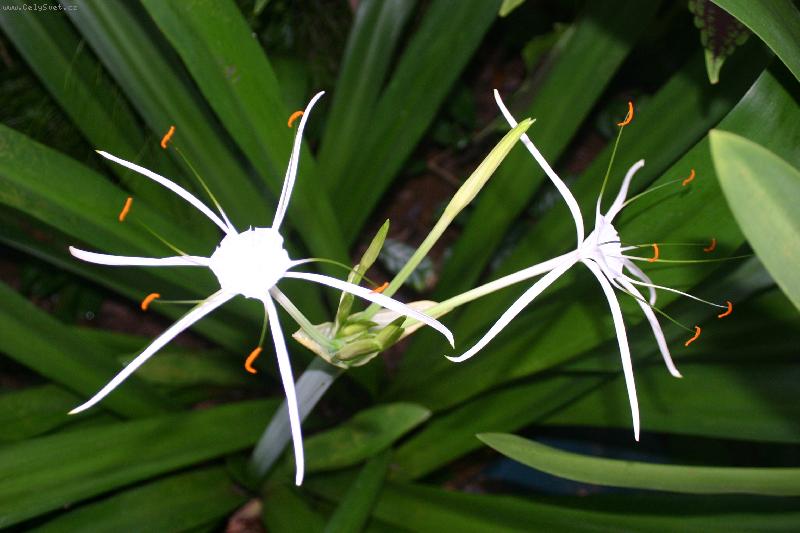 Foto: Køín II.-KØín