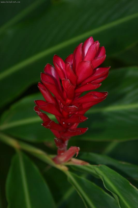 Foto: Tlustoklasec I.-Tlustoklasec