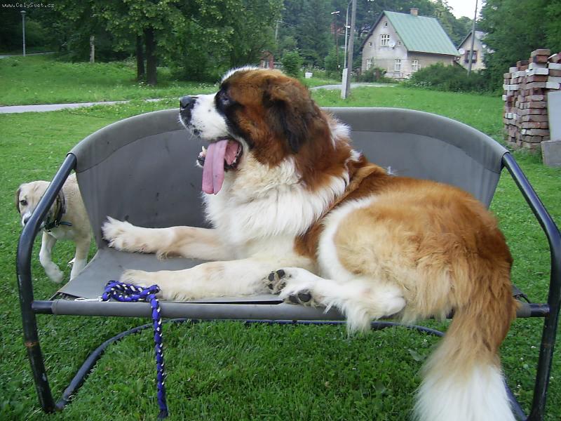 Foto: Pohoda v křesle-Náš Bucci si při grilování nejvíc užívá v tomto venkovním křesílku