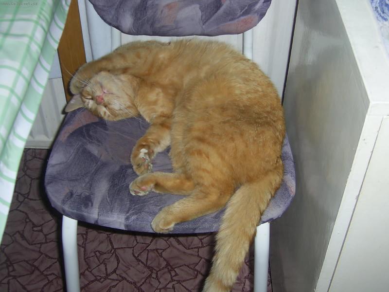 Foto: Mikeš-Každodenní siesta po jídle