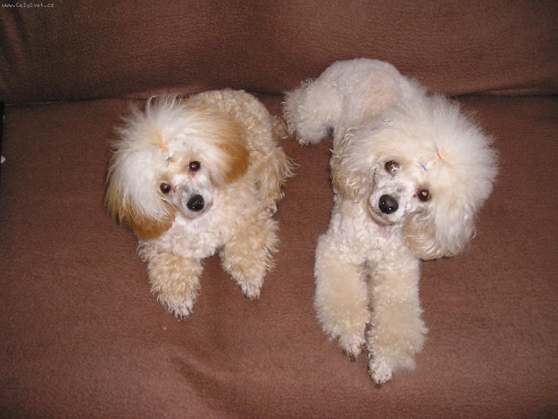 Foto: Naši miláčci-Aischinka a Akimka