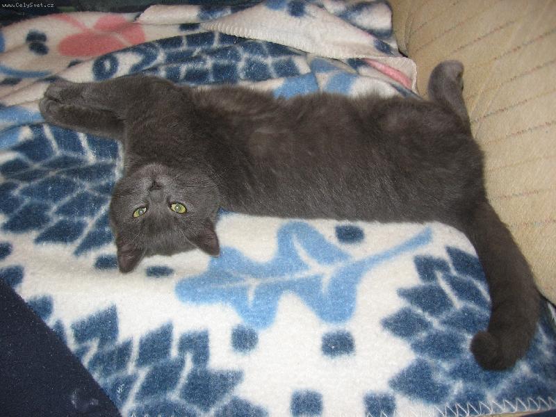 Foto: Moje kočička:)-takhle strávím celý den...
