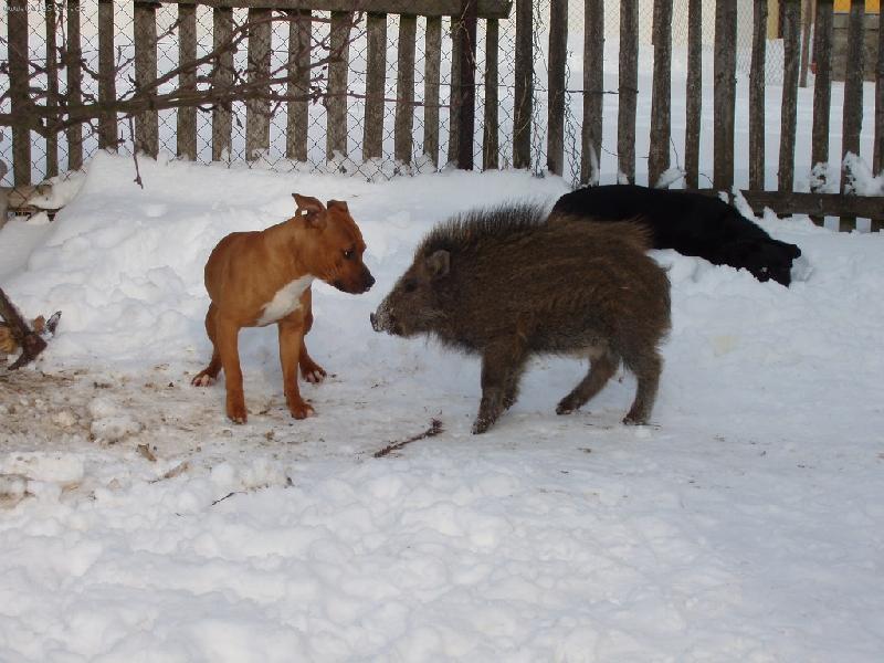 Foto: nejlepší kámoši-to by mě zajímalo který z nás je čuník