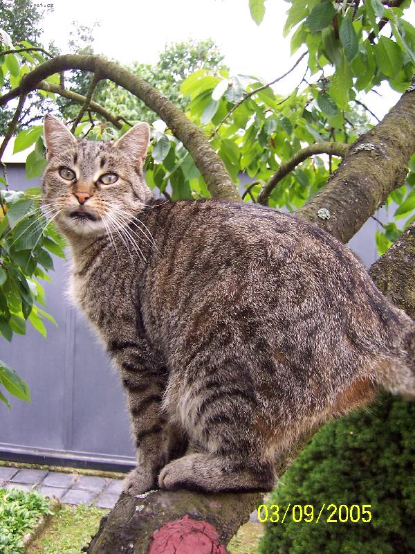 Foto: Kočička na třešni