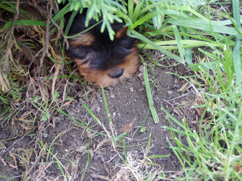 Foto: Filip-Třeba mě panička nenajde?