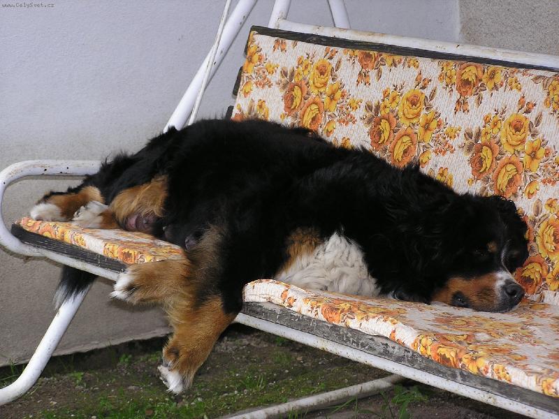 Foto: Veget-Polední siesta