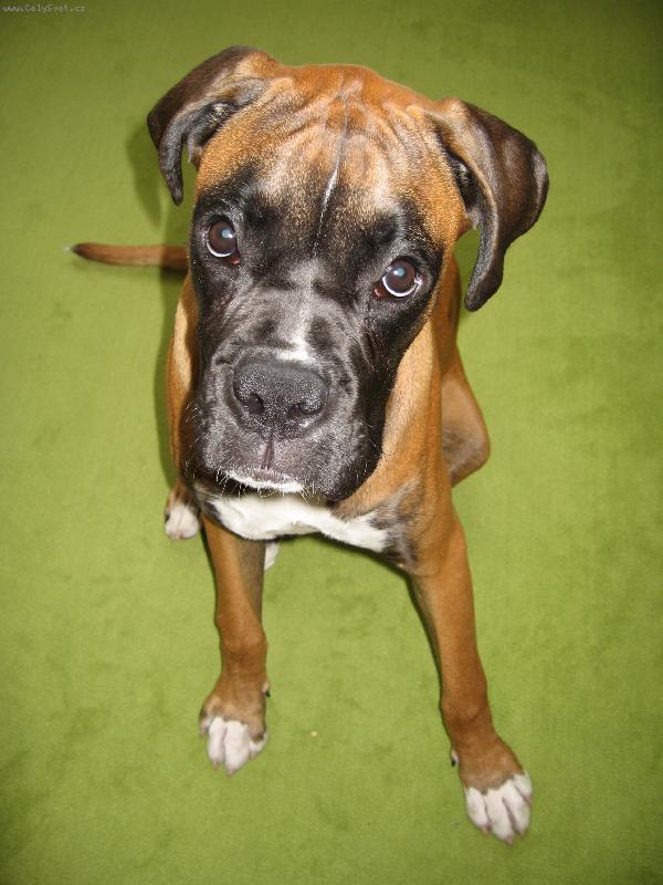 Foto: Kuk!-Temhle kukadlum se odolat neda...