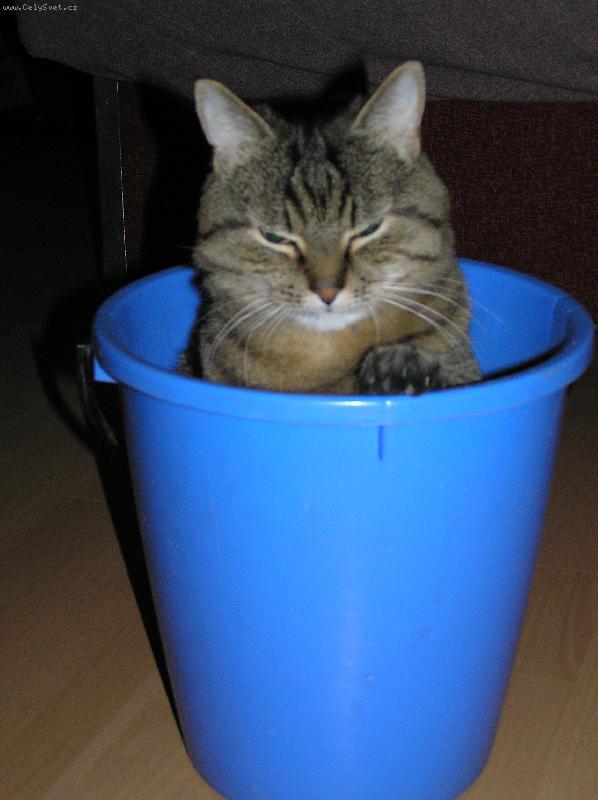 Foto: Silvestr v kyblíku