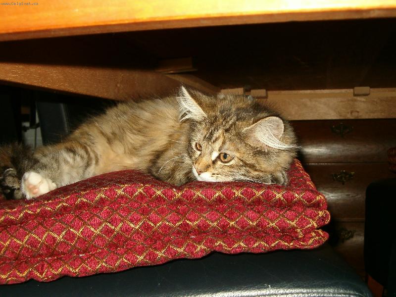 Foto: sweet derams pod stolem-tady me snad nikdo nenajde