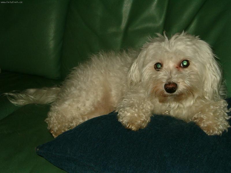 Foto: Spagety-Jak to vite, ze jsem potajmu shltla talir spaget s rajskou omackou?