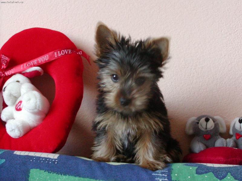 Foto: Moje první hračka