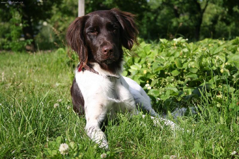 Foto: Nejlepší vegáč je na zahrádce