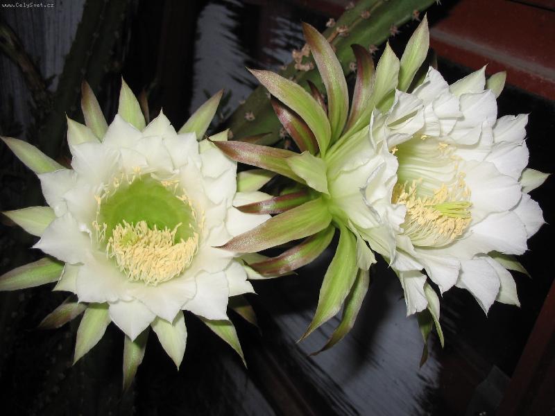 Foto: Královna noci