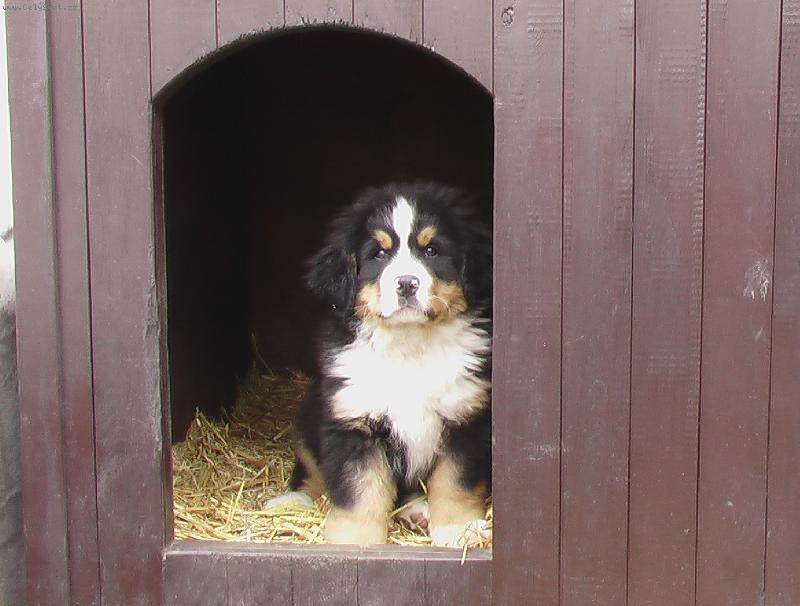 Foto: Můj nový domov-velký hlídač