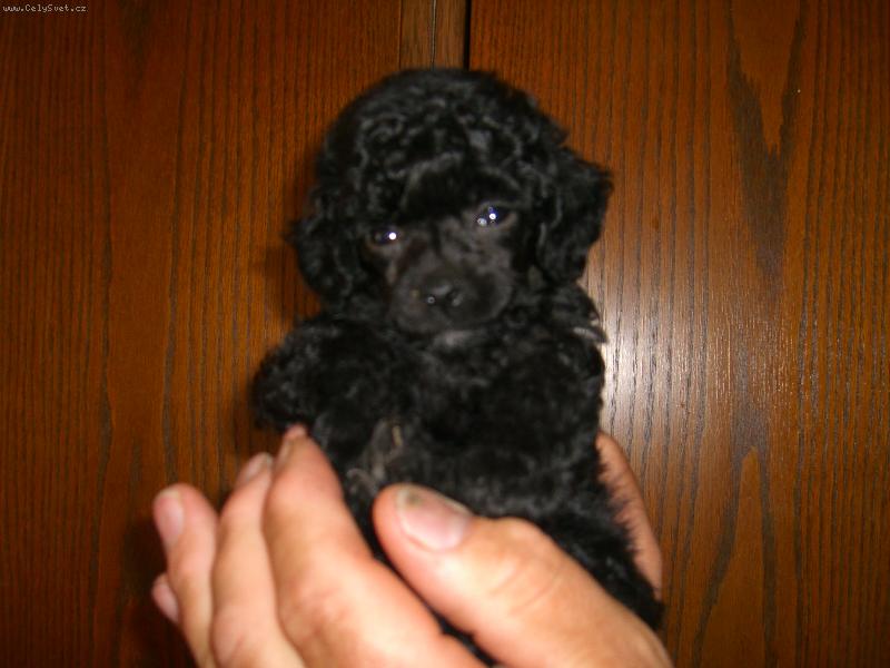 Foto: Pudl toy černý-schovej mě do kapsy!