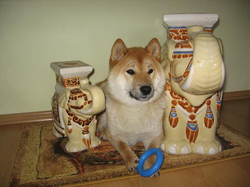 Foto: Aki,hlídač slonů