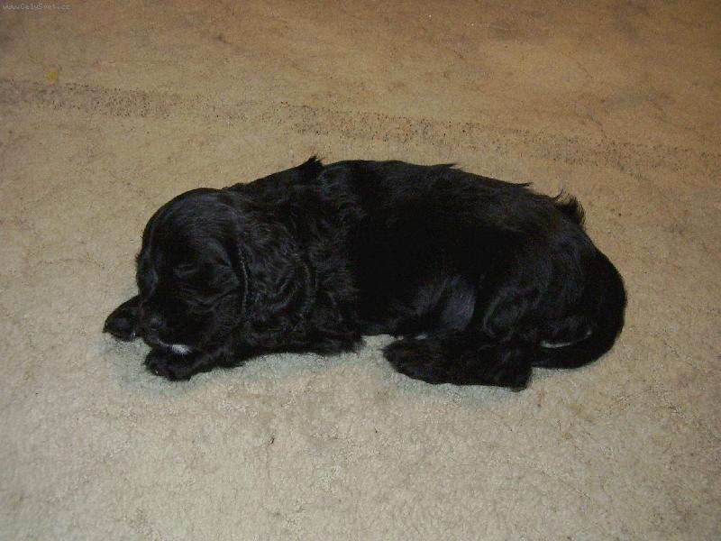 Foto: Ticho, Joe spí!