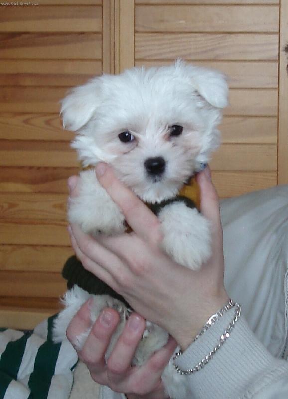 Foto: Malinký Sony-Jak byl náš pejsánek malinký :-)