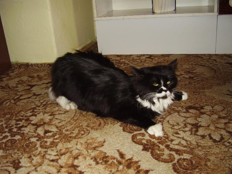 Foto: :-)-Nejsem netopýr, jsem jenom v říji