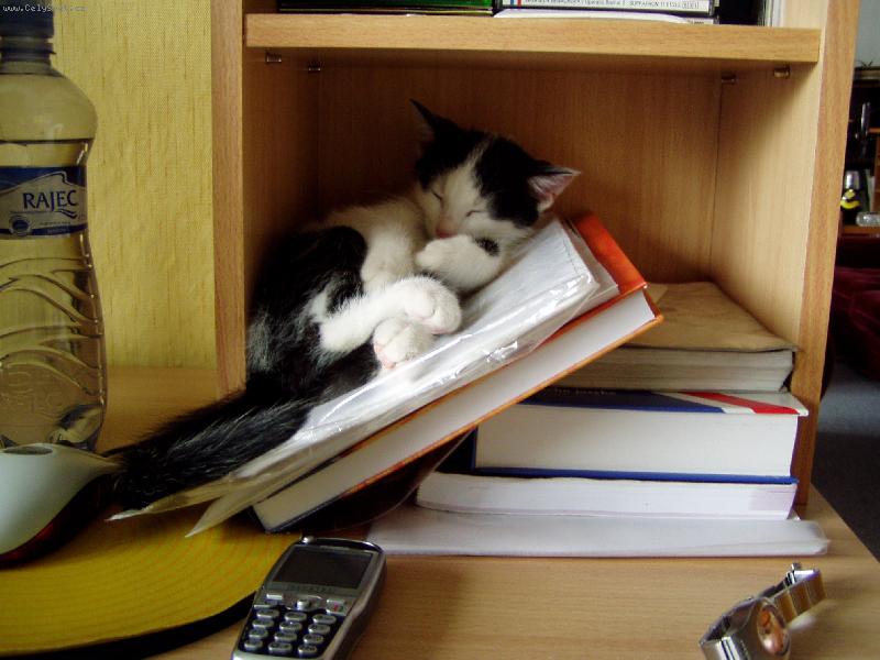 Foto: odpočinek-Čiko po práci